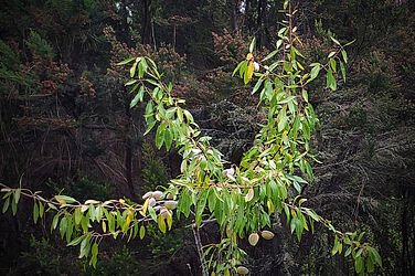 Individual approach to each plant. The almond tree finally found a good place on a wet slope