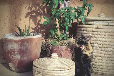 Officially accredited cat on the veranda of an adobe house